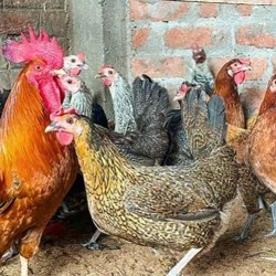 21-Day Sonali Chicks – Dual Purpose (Egg & Meat) | Brooded