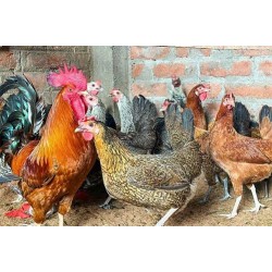 21-Day Sonali Chicks – Dual Purpose (Egg & Meat) | Brooded