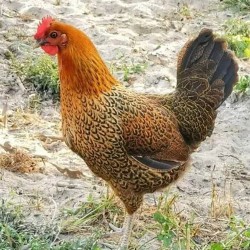 21-Day Sonali Chicks – Dual Purpose (Egg & Meat) | Brooded