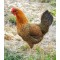 21-Day Sonali Chicks – Dual Purpose (Egg & Meat) | Brooded