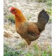 21-Day Sonali Chicks – Dual Purpose (Egg & Meat) | Brooded