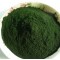 Spirulina for Animal Feed – 100gm | Natural Superfood Supplement for Poultry, Livestock, and Aquaculture