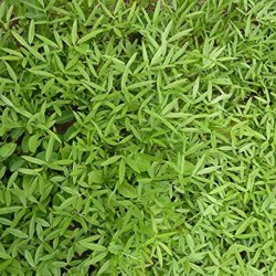 Stylo Hamata Grass Seeds – High-Protein Perennial Fodder Crop