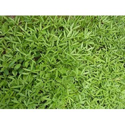 Stylo Hamata Grass Seeds – High-Protein Perennial Fodder Crop