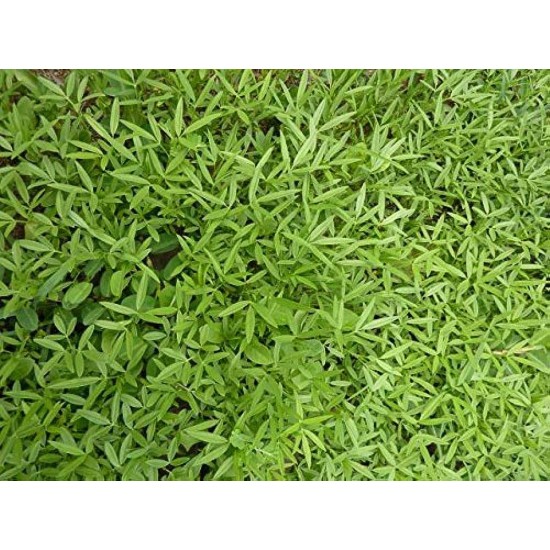 Stylo Hamata Grass Seeds – High-Protein Perennial Fodder Crop