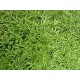 Stylo Hamata Grass Seeds – High-Protein Perennial Fodder Crop