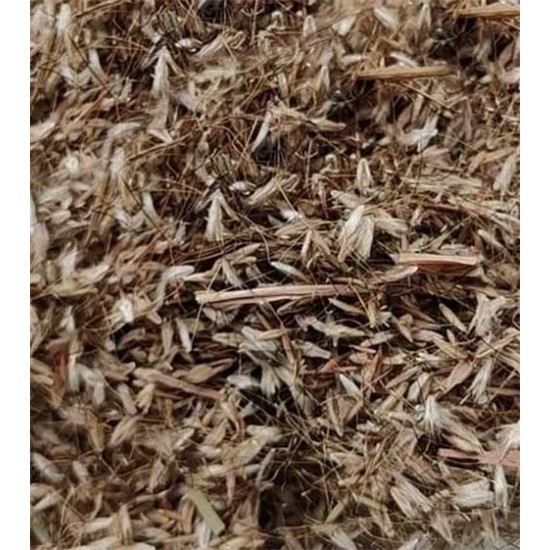 Stylo Hamata Grass Seeds – High-Protein Perennial Fodder Crop