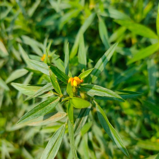Stylo Hamata Grass Seeds – High-Protein Perennial Fodder Crop