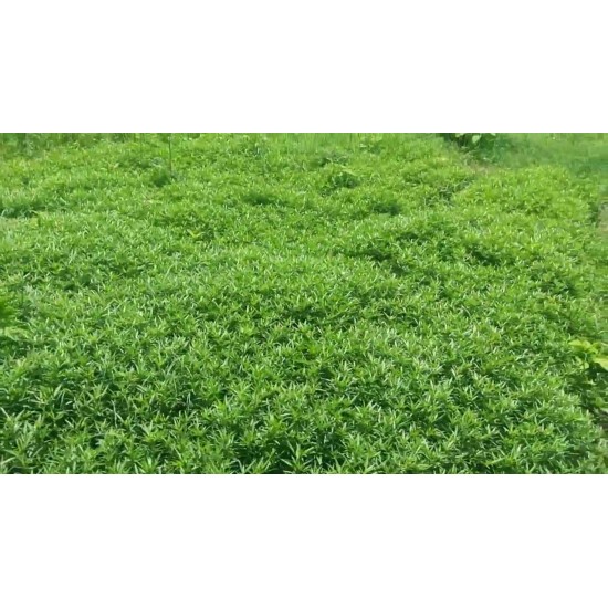 Stylo Hamata Grass Seeds – High-Protein Perennial Fodder Crop