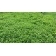 Stylo Hamata Grass Seeds – High-Protein Perennial Fodder Crop