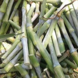 Super Napier, Pakchong Thai Grass Cuttings – High-Yielding Fodder for Livestock