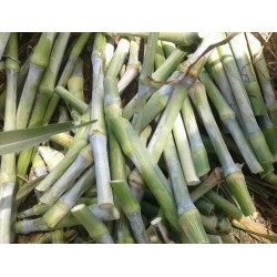 Super Napier, Pakchong Thai Grass Cuttings – High-Yielding Fodder for Livestock