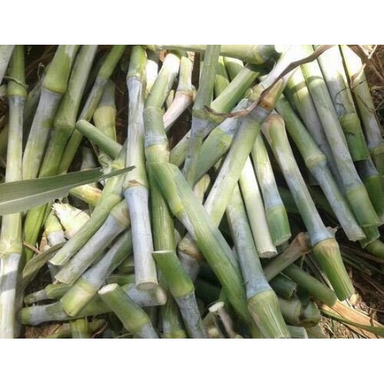 Super Napier, Pakchong Thai Grass Cuttings – High-Yielding Fodder for Livestock