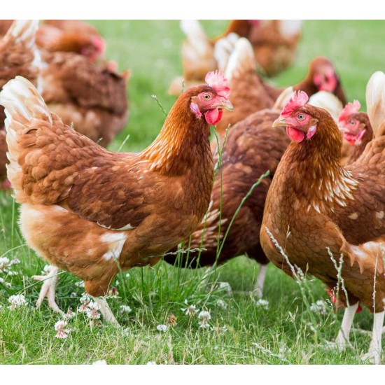 Poultry B-Complex Water Soluble – 1 Vial (Vitamin Supplement)