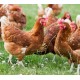 Poultry B-Complex Water Soluble – 1 Vial (Vitamin Supplement)