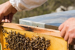 Apiery, Beekeeping