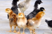 Poultry Chicks