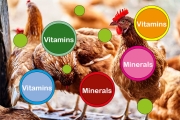 Poultry Vitamins & Minerals