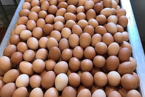 Country Chicken Eggs