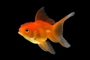 Goldfish