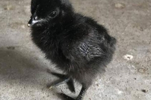 Kadaknath Male & Female Mix Chicks