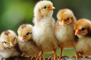 Rhode Island Red Chicks - Male (Desi Murgi)