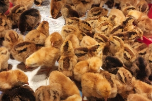 Rhode Island Red Chicks - Female (Desi Murgi)