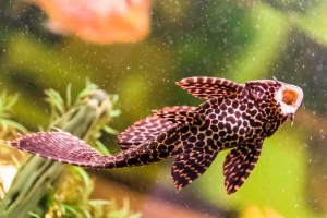 Succer Catfish