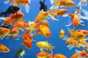 Goldfish