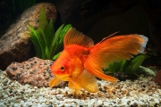 Goldfish