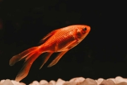 Goldfish