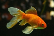 Goldfish