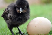 Kadaknath Male & Female Mix Chicks