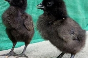 Kadaknath Male & Female Mix Chicks