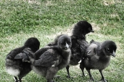 Kadaknath Male & Female Mix Chicks