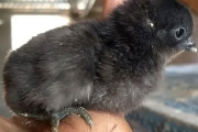 Kadaknath Male & Female Mix Chicks