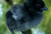 Kadaknath Male & Female Mix Chicks