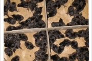 Kadaknath Male & Female Mix Chicks