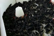 Kadaknath Male & Female Mix Chicks