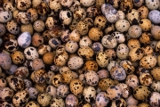 Quail Eggs