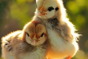 Rhode Island Red Chicks - Male (Desi Murgi)