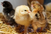 Rhode Island Red Chicks - Female (Desi Murgi)