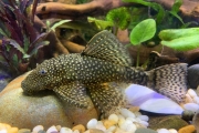 Succer Catfish