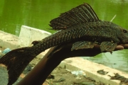 Succer Catfish