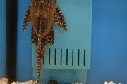 Succer Catfish