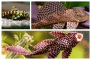 Succer Catfish