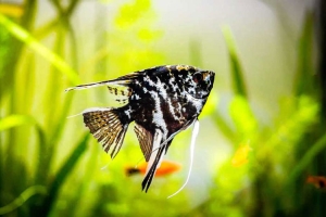 Angelfish