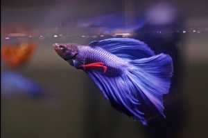 Betta Fighter Fish