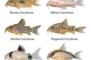 Corydoras Catfish