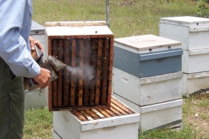 Apis Mellifera Beehive Brood Box, with Bees, Super Chamber, Set